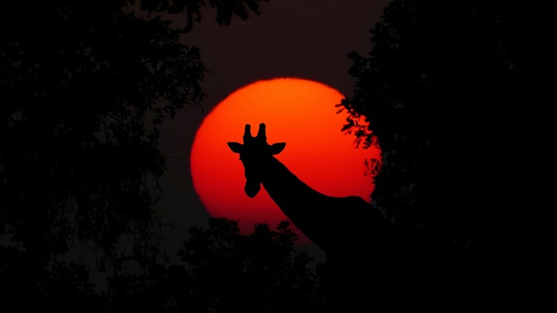 Giraffe Safari